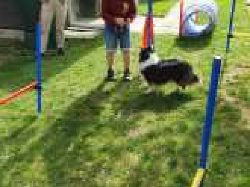 Psí den v Nerudovce